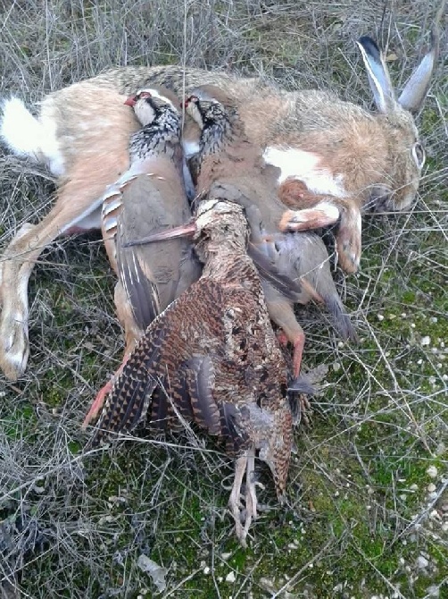 De La Vallee De La Tet - UNE JOURNEE DE CHASSE